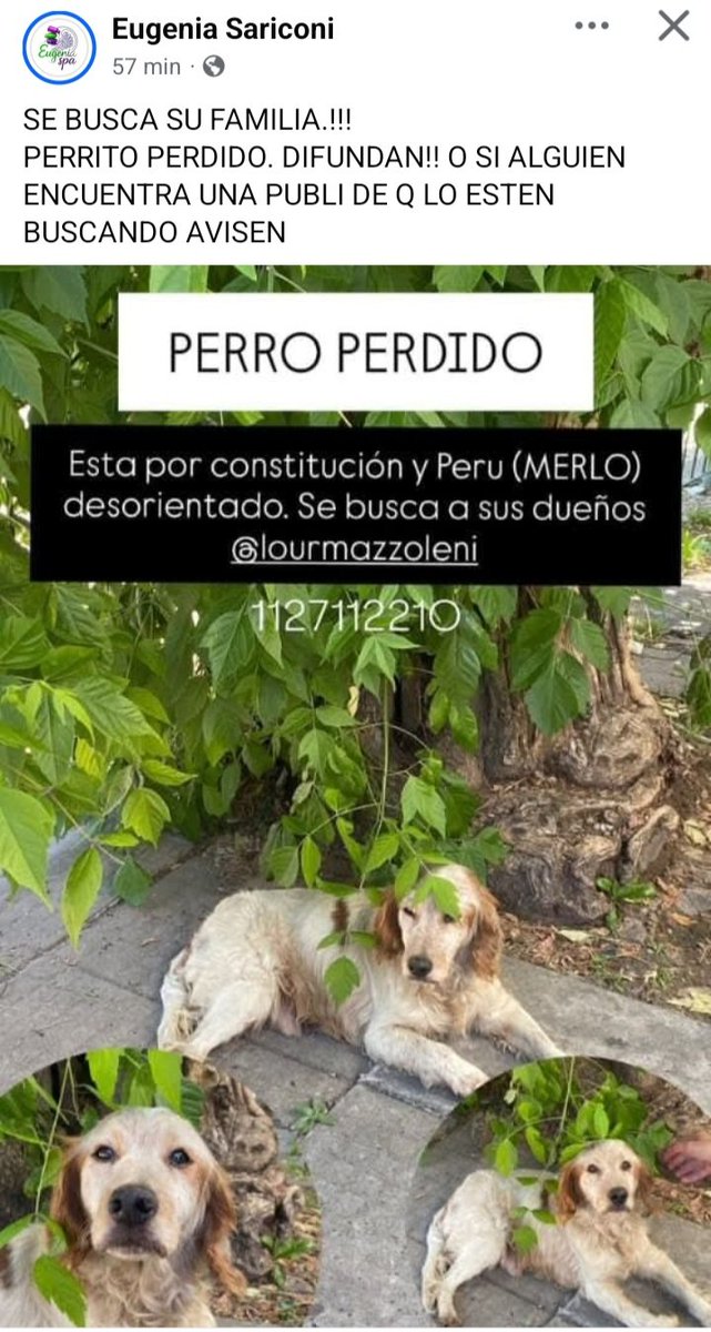 Perros de Merlo (@perrosdemerlo) on Twitter photo 