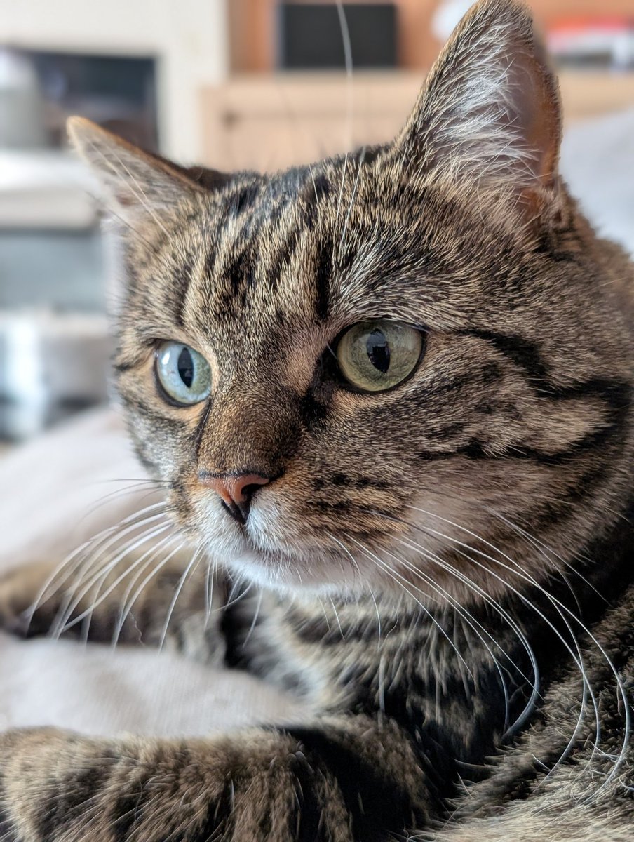 Happy #WhiskersWednesday everyone and everyfur ❤️  I need to tell you something.......... I love you ❤️ 

#Tabby #CatsOfTwitter #Hedgewatch