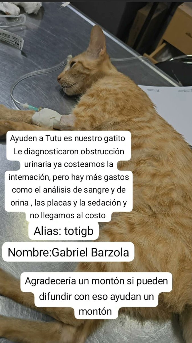 Gente ya con difundir ayudan un montón tiene obstrucción urinaria mi tutu, llegamos a costear la internación pero todo lo demás se nos fue de la manos les vengo a pedir ayuda con lo que puedan ya sea difundir o aportar se agradece un monton
Alias: totigb
Nombre: Gabriel Barzola