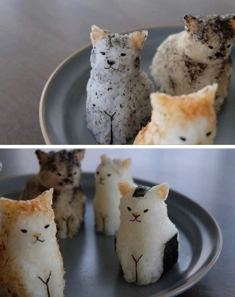 ShouldHaveCat's tweet image. Cat sushi