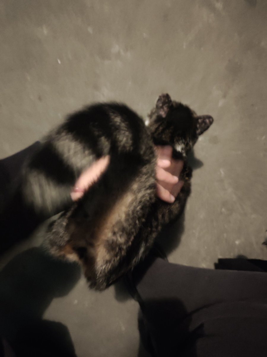 失眠了
配图翻到：回家上楼的猫猫在听到我拙劣的猫叫声➡️和我对上信号➡️随便我rua
我先试探性摸摸脑袋和下巴，这小子直接过来蹭我+尾巴扬起+最后趴在地上侧躺看着我让我rua
（结果到家以后我家狗疯狂嗅闻左袖口和我的手➡️我先洗手但是狗子跟着我）

活着✅没有OD✅五个半小时以后起床上班✅

我想被爱