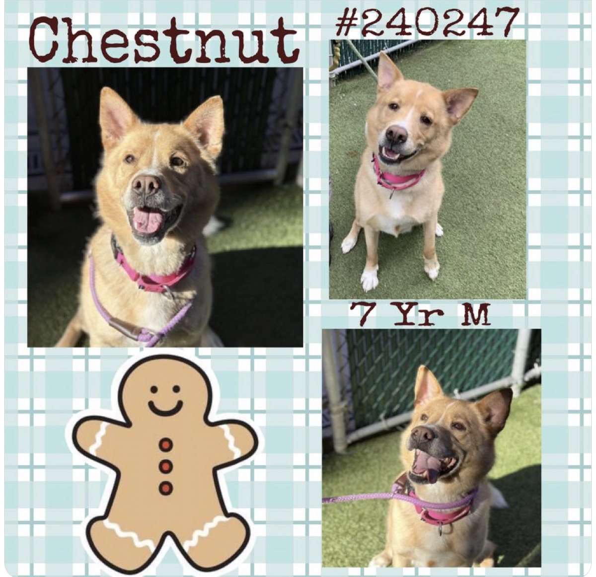 Quinnqueens's tweet image. 🟤 C͙H͙E͙S͙T͙N͙U͙T͙ 🟤
#240247 #MACC 7 yr M
Relisted TBK 11/20 #RescueOnly
Chestnut is a senior, needs a soft landing 4 his golden years. Listed after 20+ days 4 being fearful of shelter. Loves playtime &amp;amp; treats, needs all adult 🏡. #Foster #Pledge4Rescue
nycacc.app/browse/240247