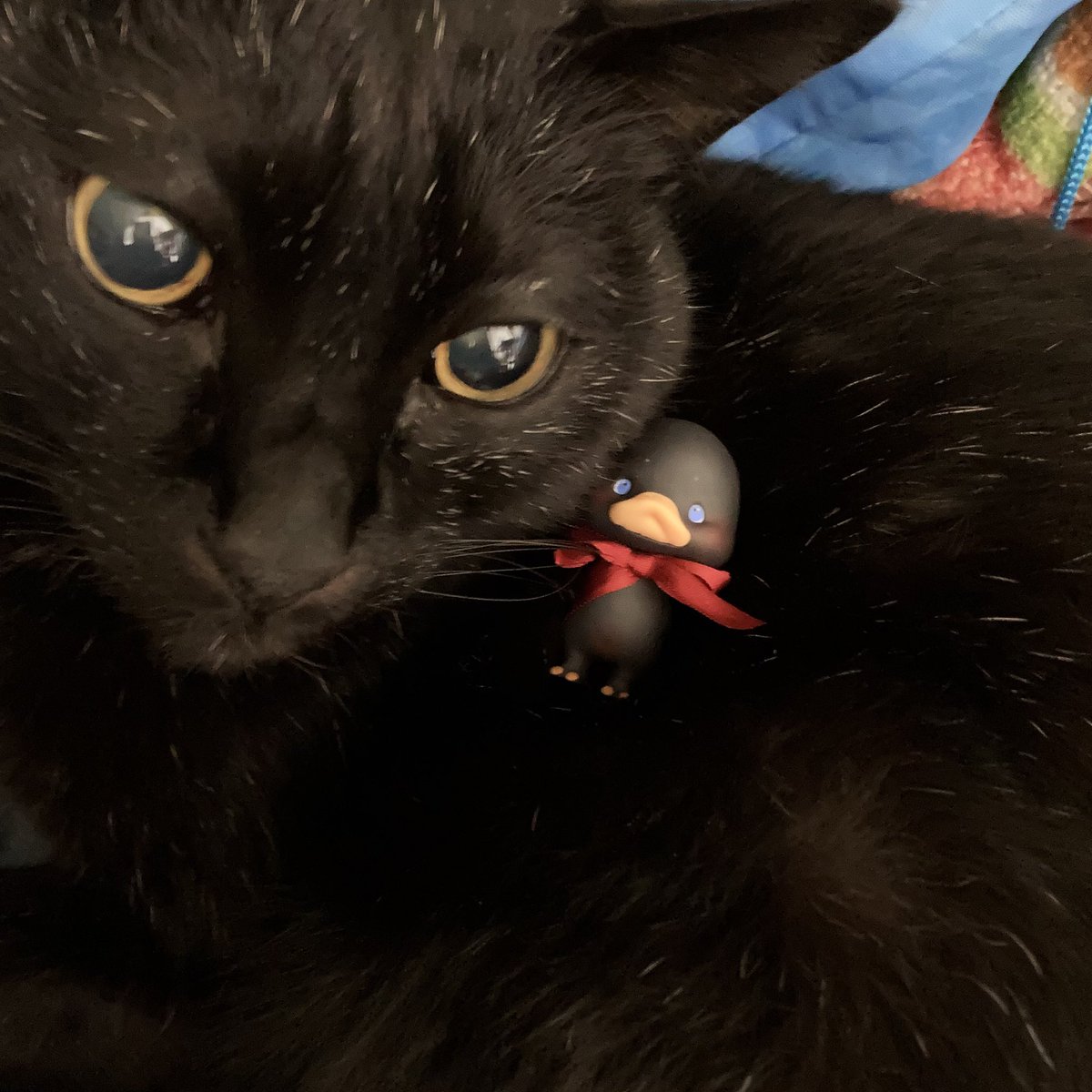 保護色🖤

#kumukuku