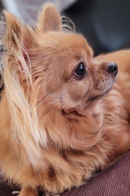 MizuhoKanzaki's tweet image. ─🐶💗─

無音のひらめき、今日もこっそり到着。

#木曜日のチワワ
#小さなヒラメキ