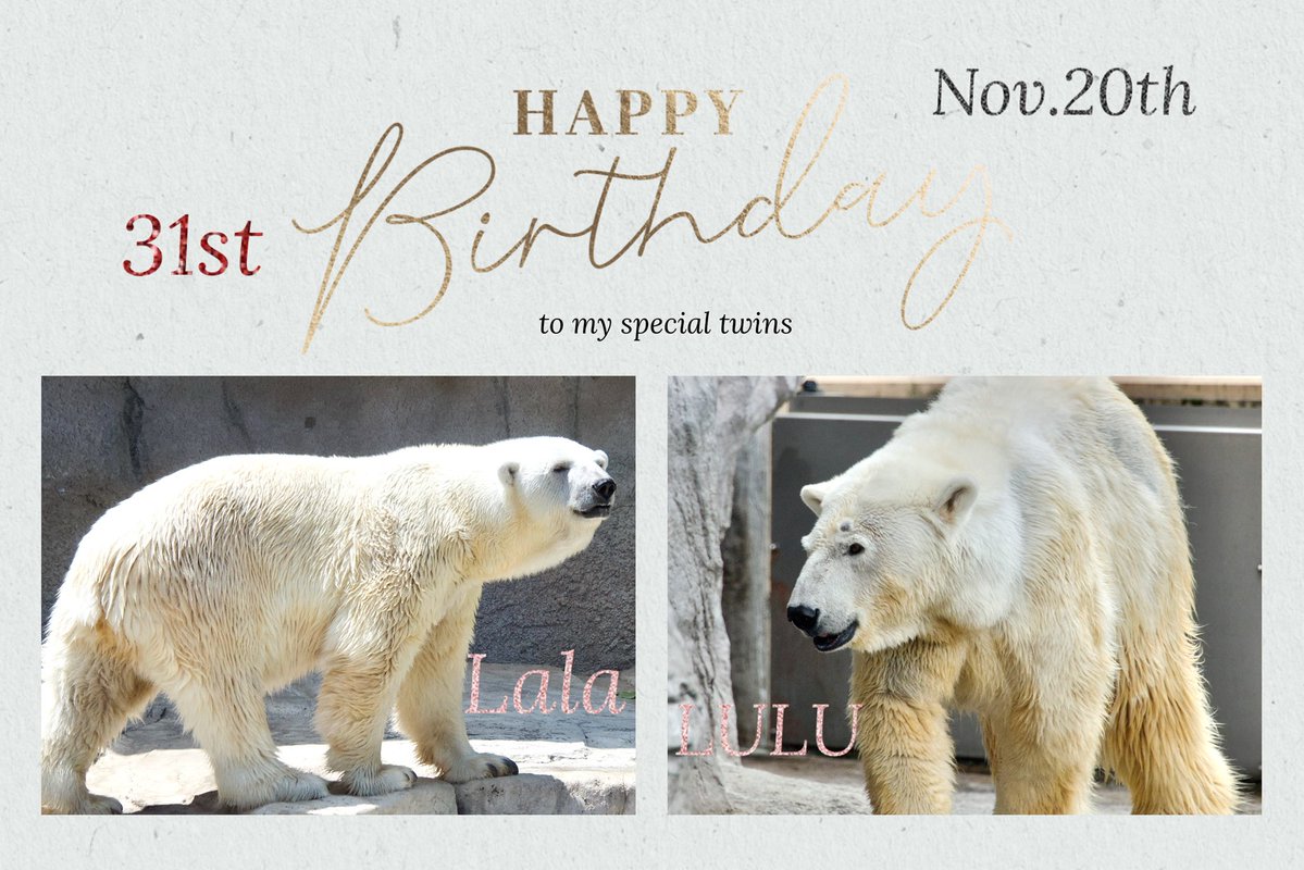 Cheriopolarbear's tweet image. ララとルル、31歳のお誕生日おめでとう🎂
あなた方が生まれた日、シローとクーニャに感謝💐の日
ふたりをこれまで大切に育ててくださった全ての方々に感謝✨の日