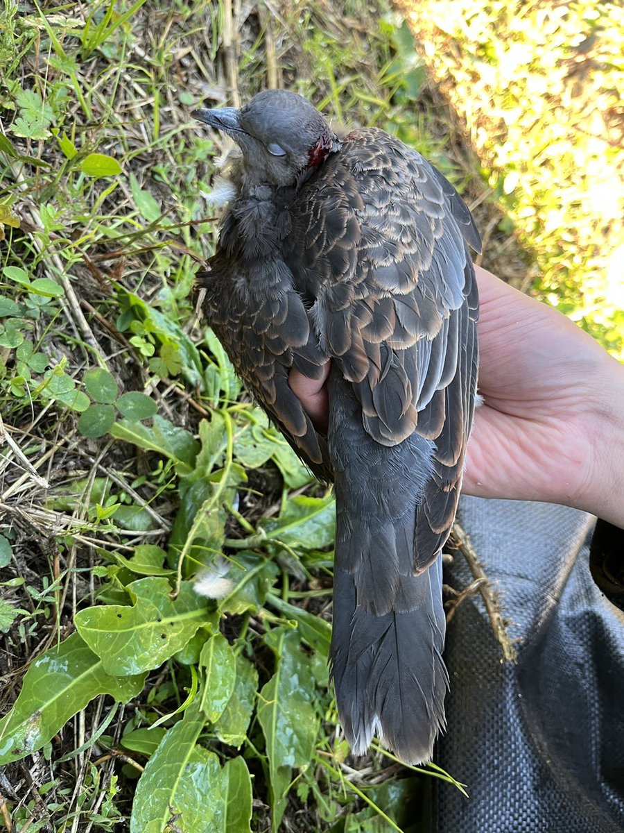 キジバトゲット❗️美味しくいただきます🐤命に感謝。