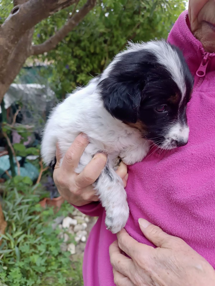 pet_vico's tweet photo. 🆘 ✨🐶UNA NUOVA VITA DA SALVARE!
questa meravigliosa cucciola meticcia futura taglia media contenuta di circa 40 gg 
Sarà adottabile a 3 mesi (previo iter preaffido)

📧 CANDIDATURE APERTE!
💡 Cercasi un Nome!

📲 Scriveteci su WhatsApp al 377 3811200

FATEVI AVANTI! 🐾 🆘 https://t.co/1rZp4ST2rL