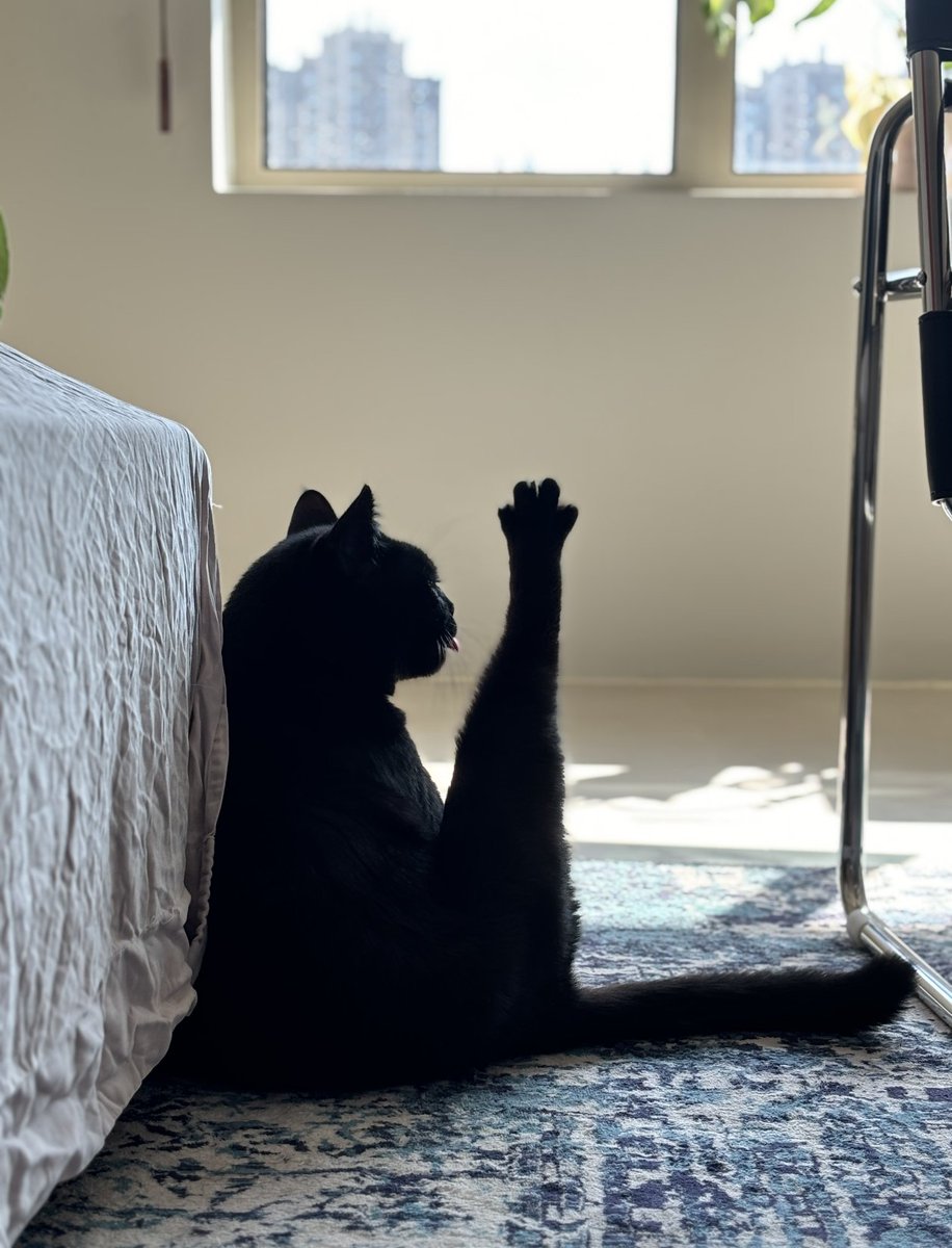 tmszhjh88's tweet image. Occasionally, I found a black cat licking its legs