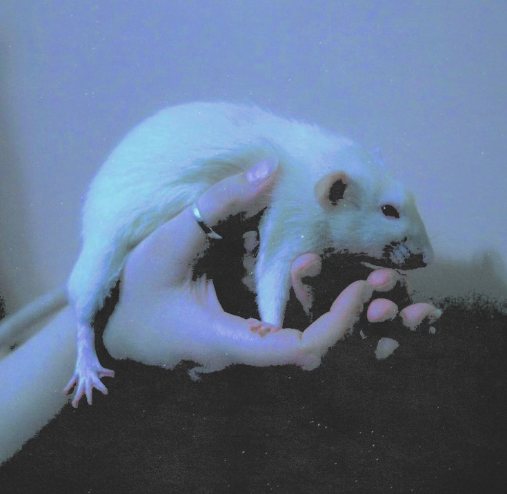 fluorscentt's tweet image. ᅠ
      𝙊𝘾-𝙢𝙪𝙩𝙖𝙣𝙩. 𝖶𝗂𝗍𝗁 𝗇𝗈 𝗂𝗇𝗍𝖾𝗋𝖾𝗌𝗍 𝗂𝗇 𝗁𝖾𝗋𝗈𝗂𝗌𝗆, 𝖨 𝗃𝗎𝗌𝗍 𝖽𝖾𝖽𝗂𝖼𝖺𝗍𝖾 𝗆𝗒𝗌𝖾𝗅𝖿 𝗍𝗈 𝗌𝖾𝗋𝗏𝗂𝗇𝗀 𝖼𝗈𝖿𝖿𝖾𝖾.

𝙺𝚊𝚢𝚎 𝙵𝚒𝚎𝚛𝚌𝚑
ᅠ