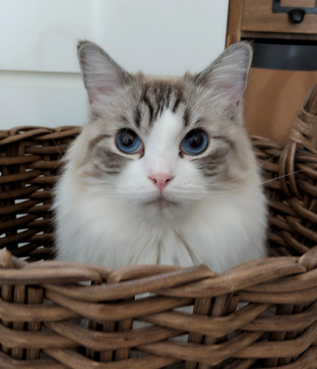 青い瞳のねこ (@jayro8376) / Posts / X