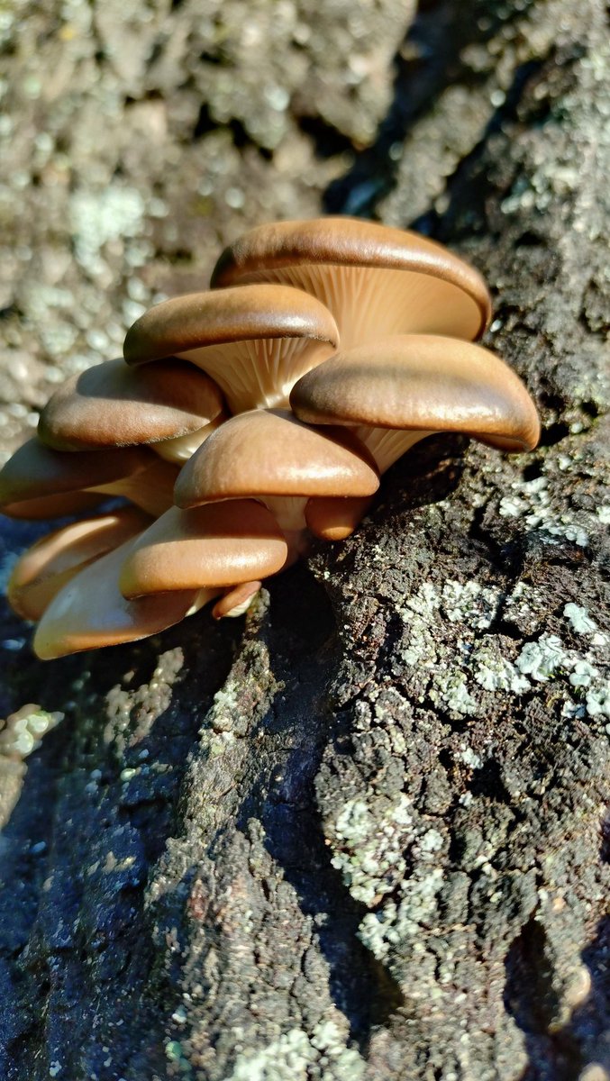 ヒラタケ？ムキタケ？