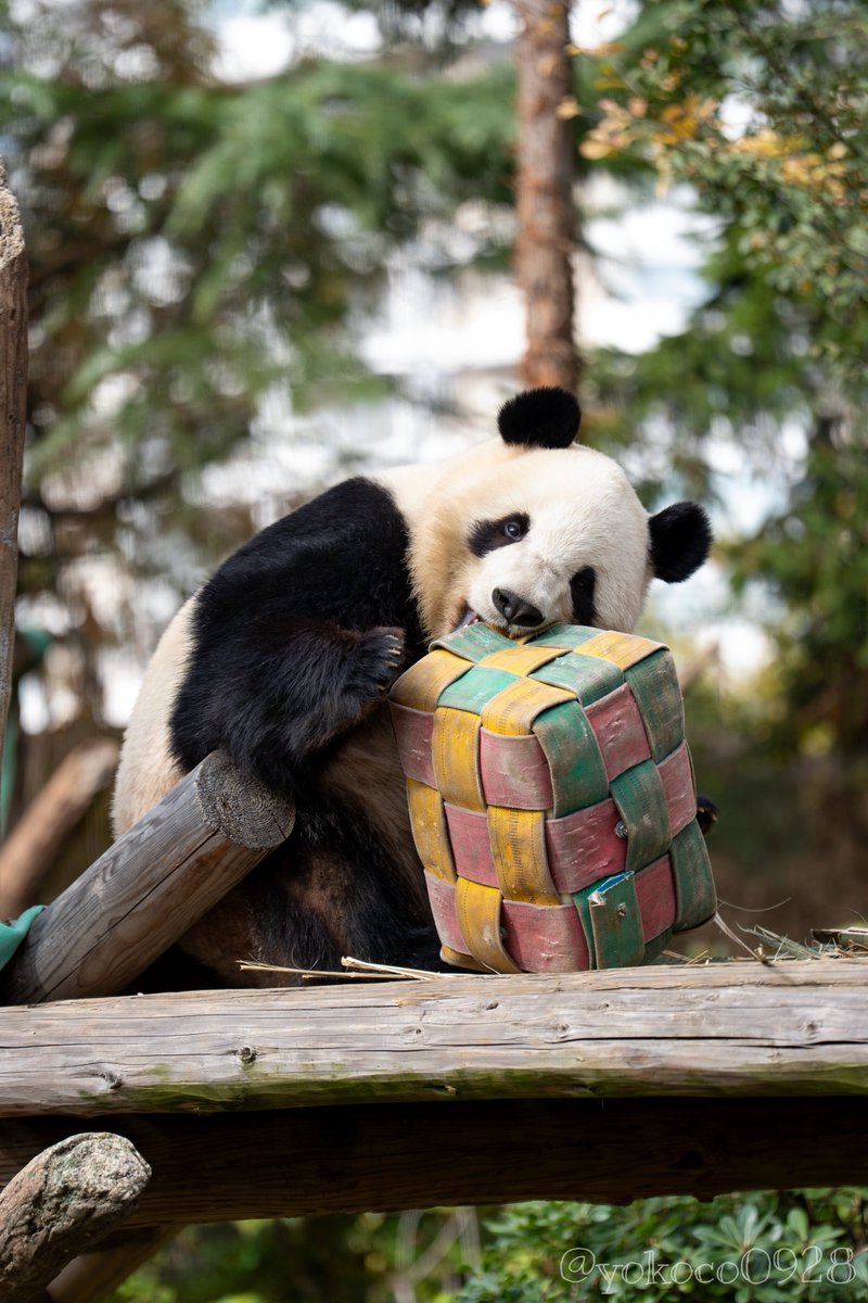 よここ🐼 (@yokoco0928) / Posts / X