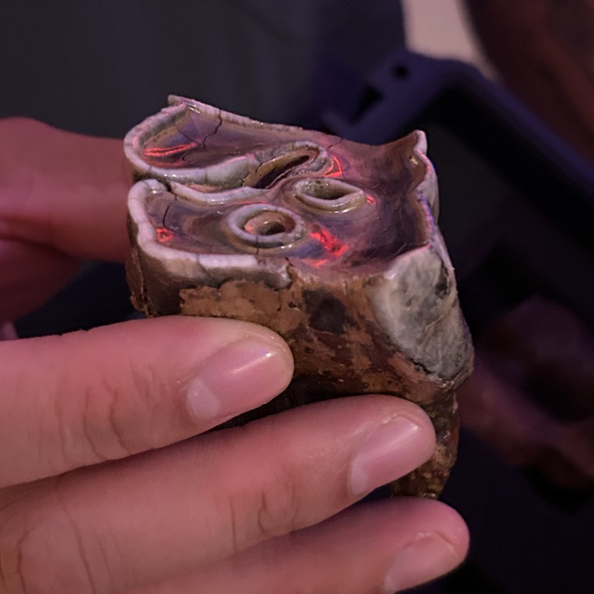 banishingblades's tweet image. Kent’s autistic dentist friend gave him fossils (mastodon teeth) before he moved