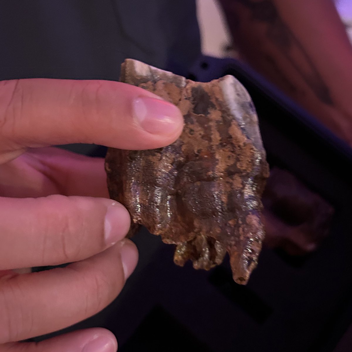 banishingblades's tweet image. Kent’s autistic dentist friend gave him fossils (mastodon teeth) before he moved