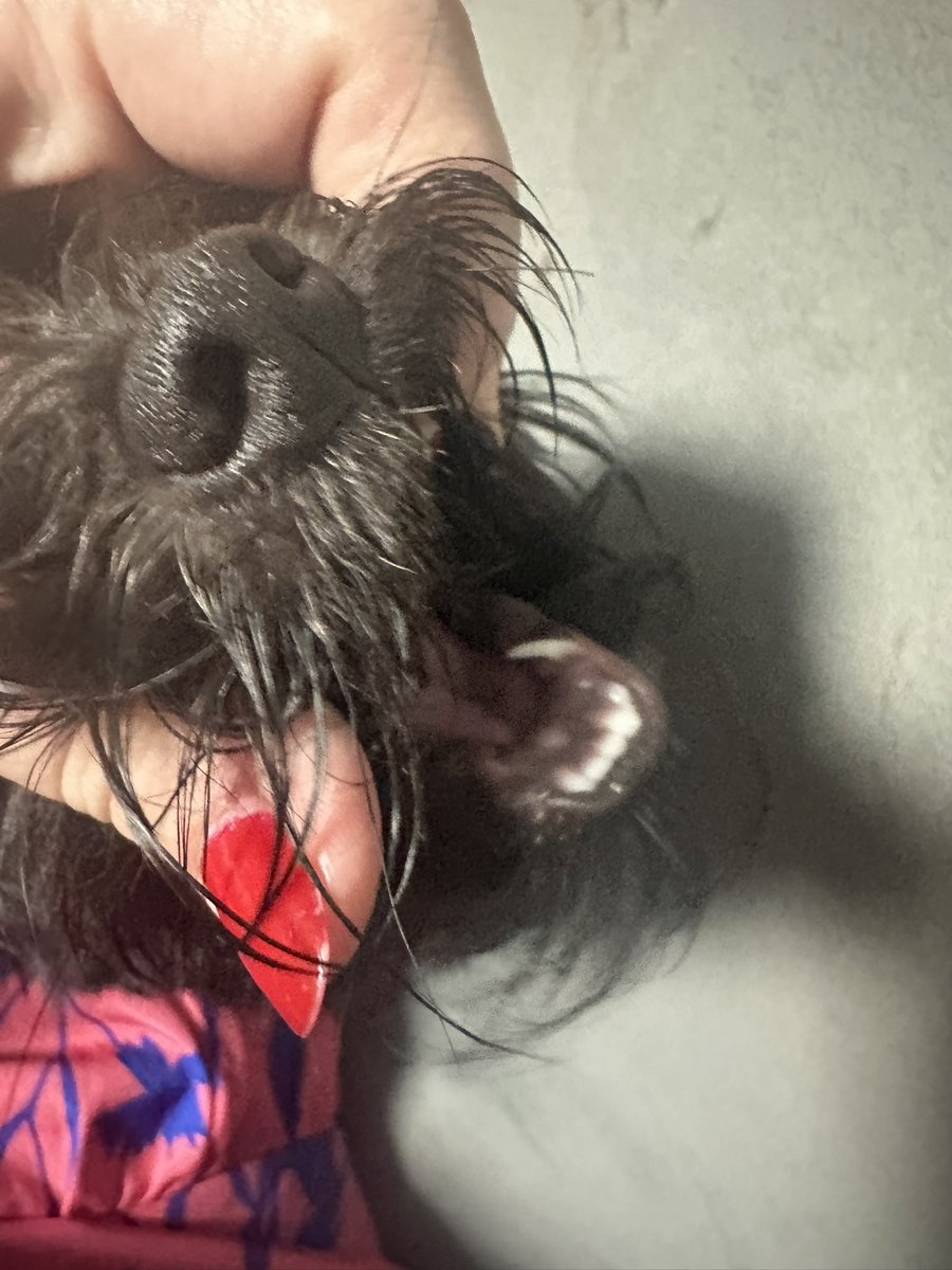 brunacm's tweet image. MEU DEUS CAÍRAM OS DENTINHOS CANINOS DA MINHA FILHAAAAA
Ela tá crescendo e eu quero choraaaaar