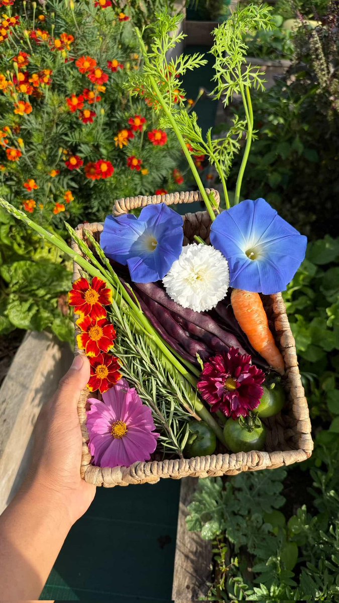 MayantiMandasar's tweet image. Morning flowers #view #flowerphotography  #MorningVibes #morningview #nature #Flowers