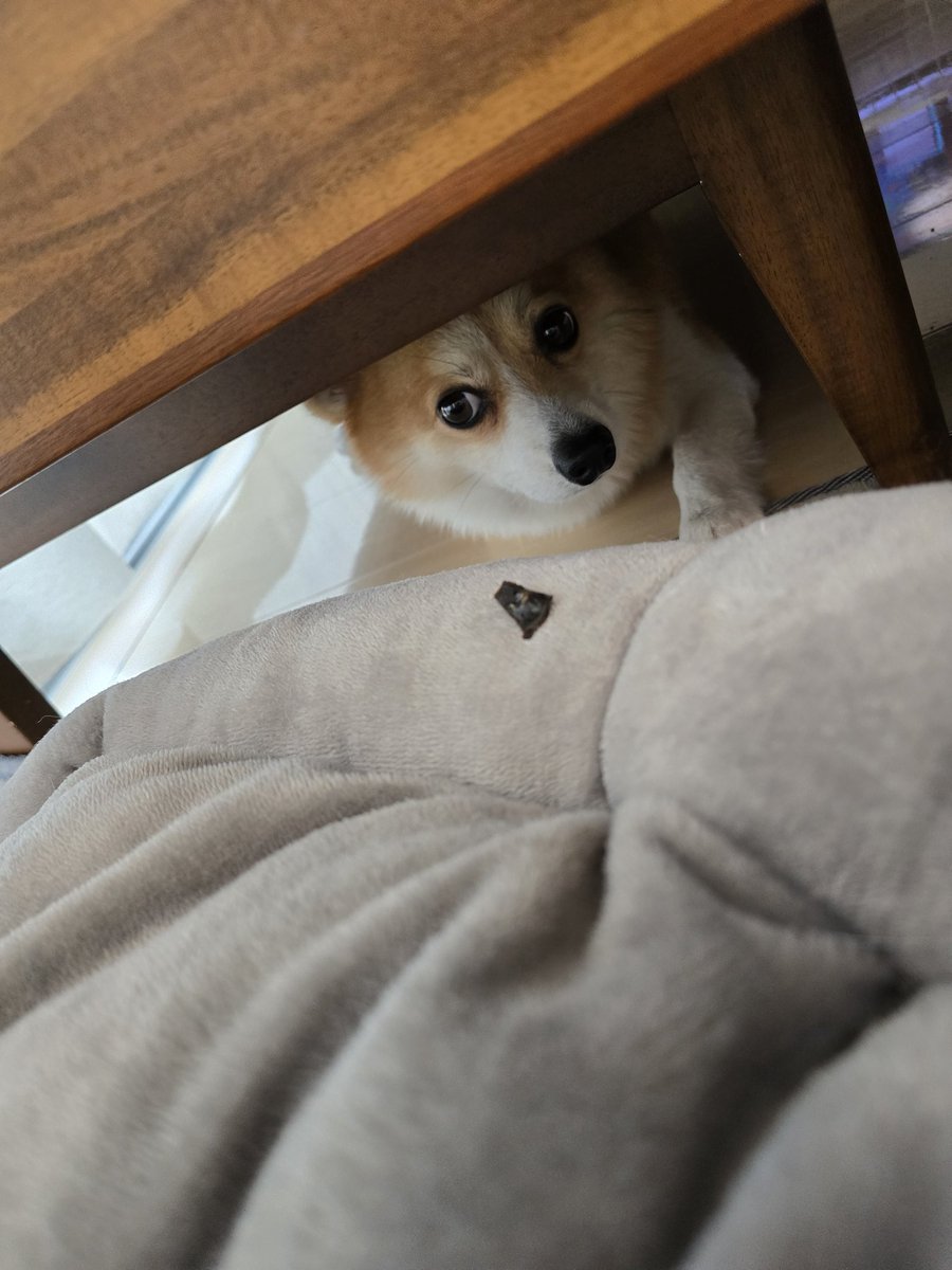 ピース🧩ポメコギMIX (@pomecogi2021) / Posts / X