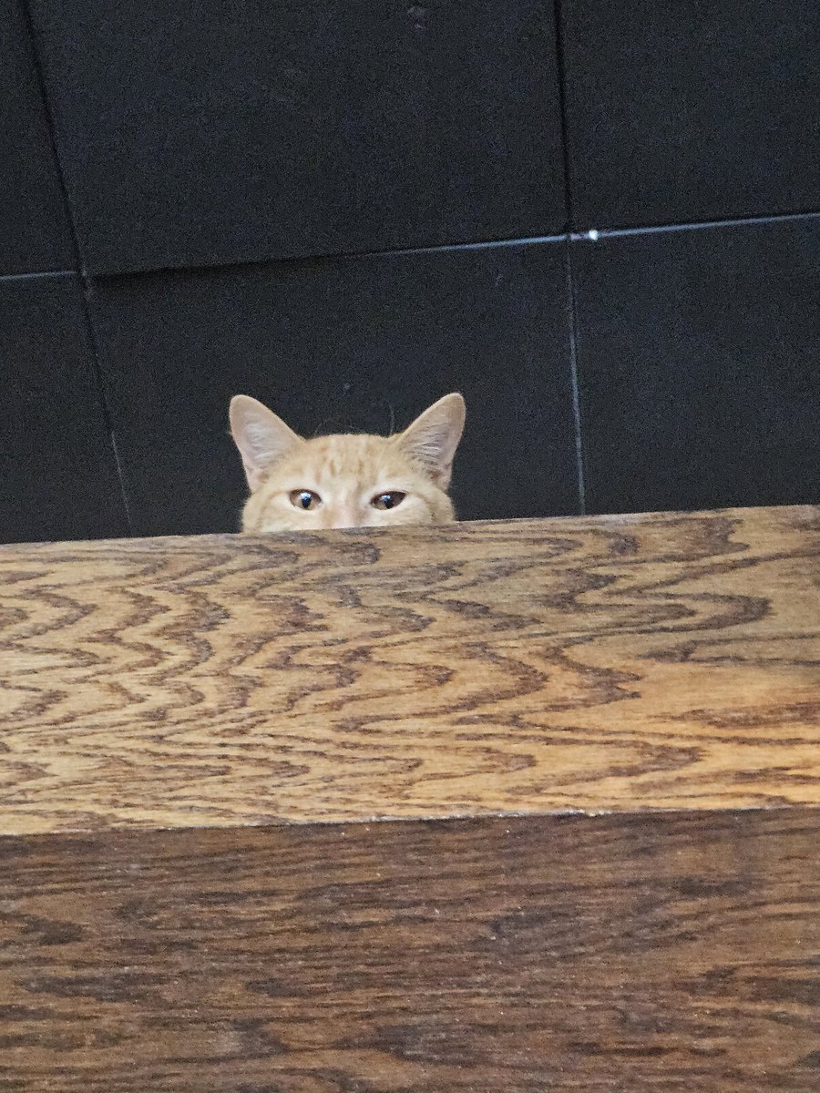 Took the girls to a cat cafe... we were stalked feom the ceiling...