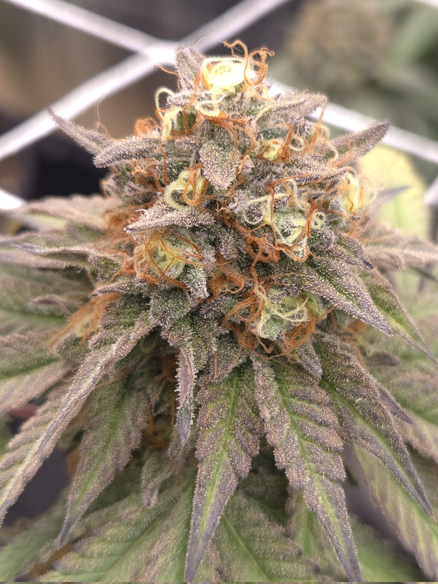 kclightup's tweet image. These 3 Orange Rootbeer Float from @BroMendel are looking great and color is popping. Won&apos;t be long and I will be harvesting these beauties 
#growyourown #fuckcancer #GetScreened