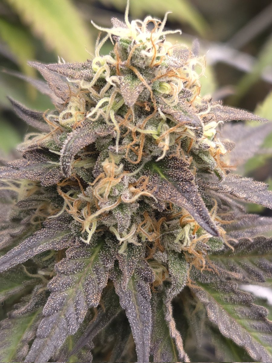 kclightup's tweet image. These 3 Orange Rootbeer Float from @BroMendel are looking great and color is popping. Won&apos;t be long and I will be harvesting these beauties 
#growyourown #fuckcancer #GetScreened