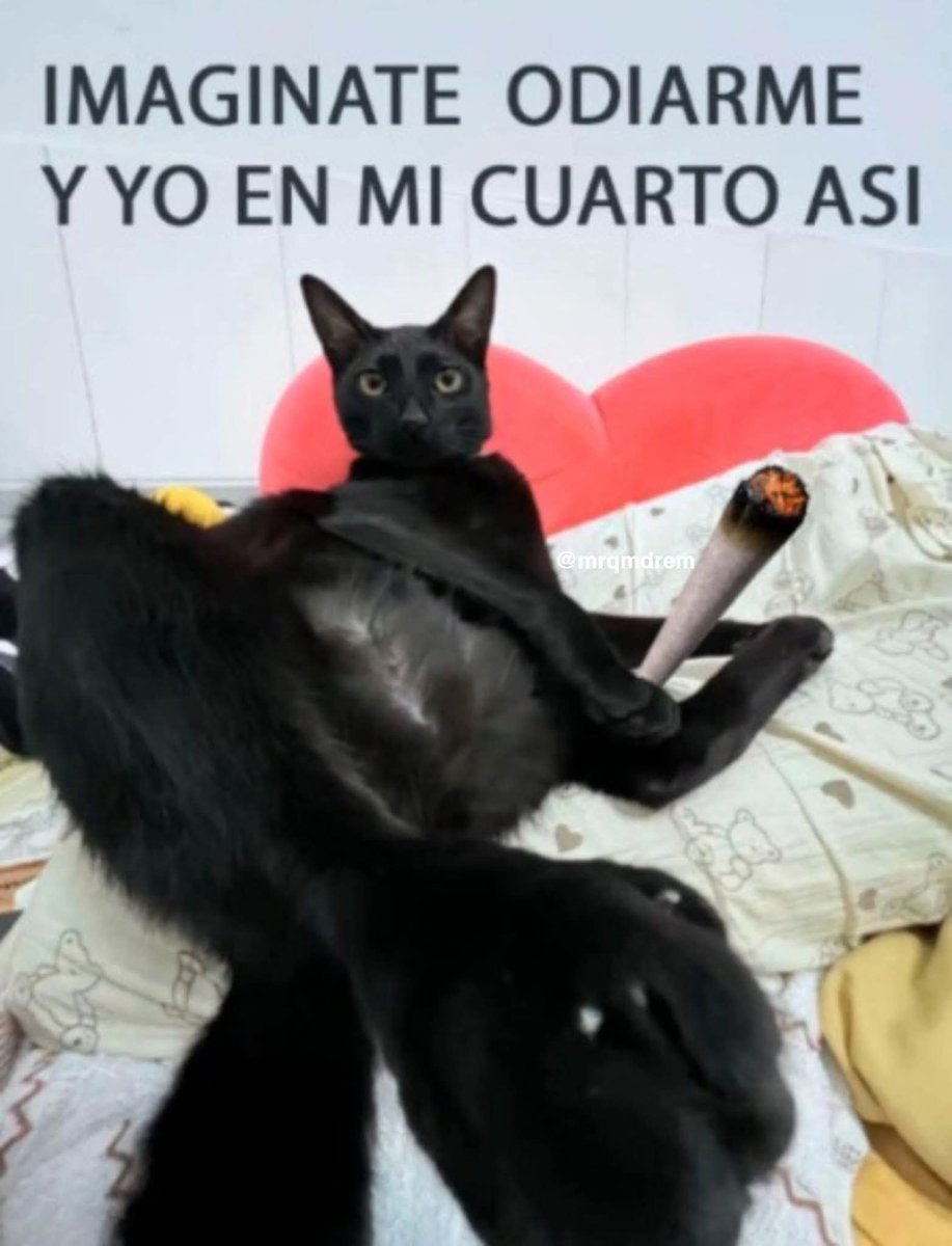 BreakinGatos's tweet image. Imagínate