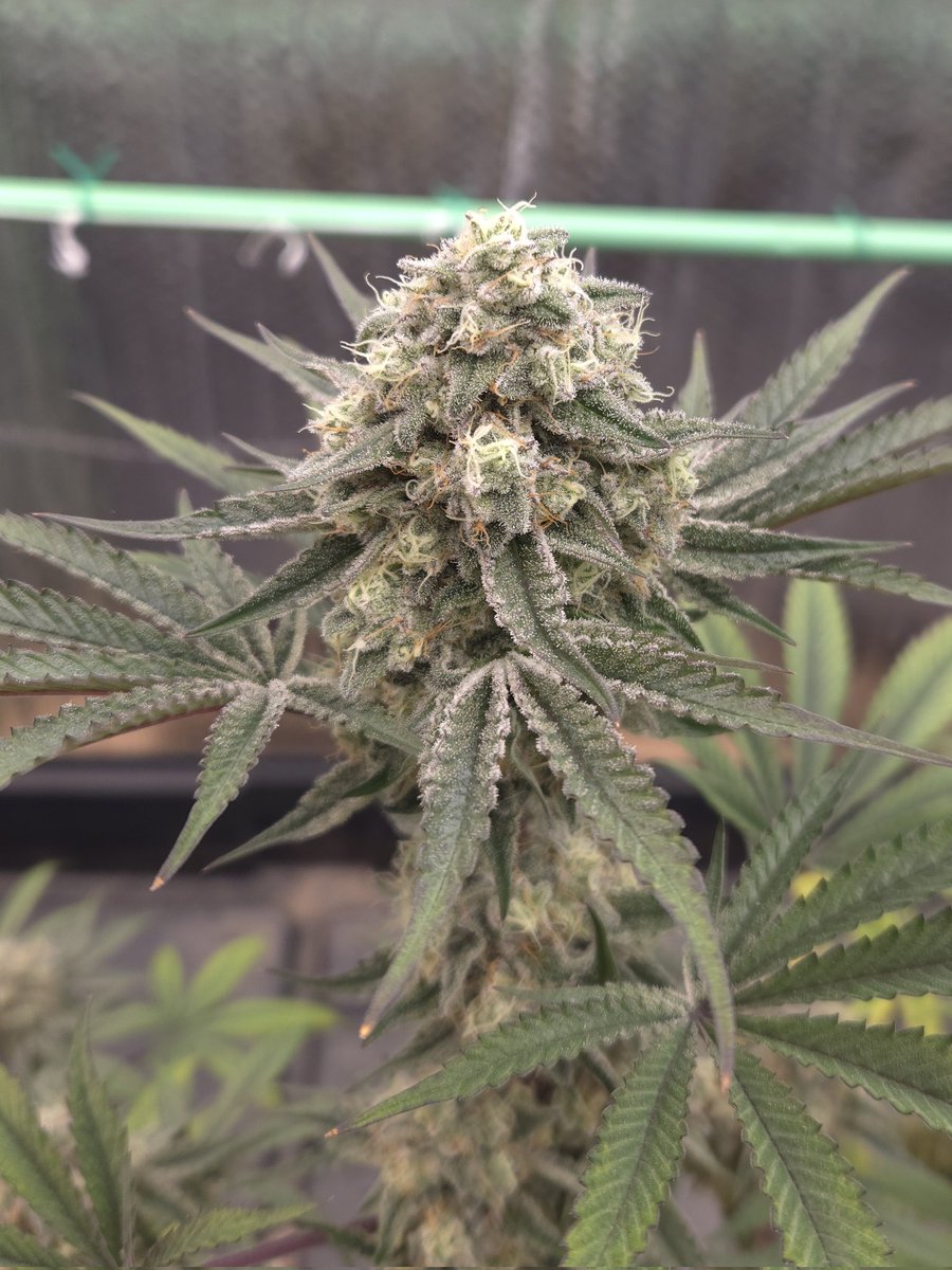 kclightup's tweet image. Urkle Mac from @wolf_genetics. Both of these are looking amazing and dense frosty buds!!! 
#growyourown #fuckcancer #GetScreened