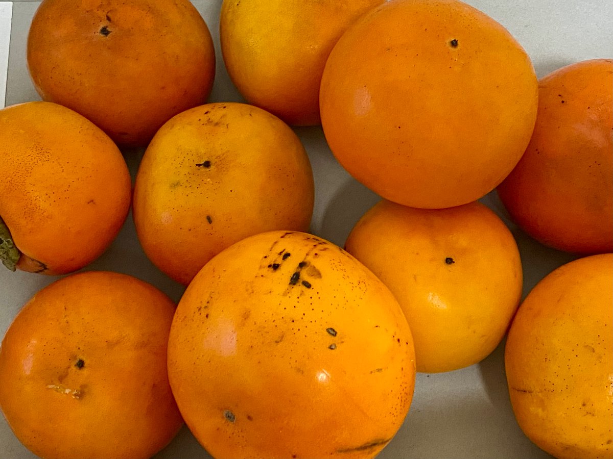 甘柿おすそ分け共栄圏