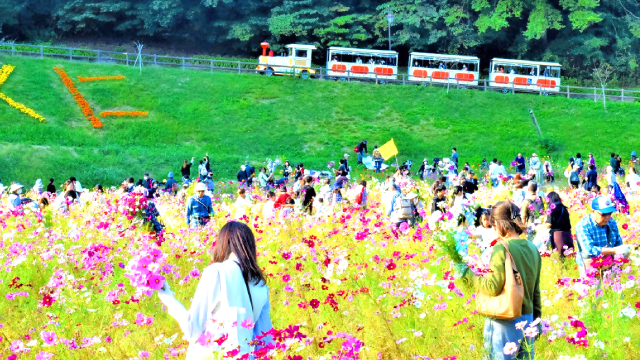 くりはま花の国 コスモス無料花摘み大会】 見頃のコスモスを無料で摘め