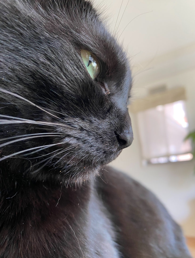 キリッとしてるけど
あごの食べこぼしが愛くるしい🥰