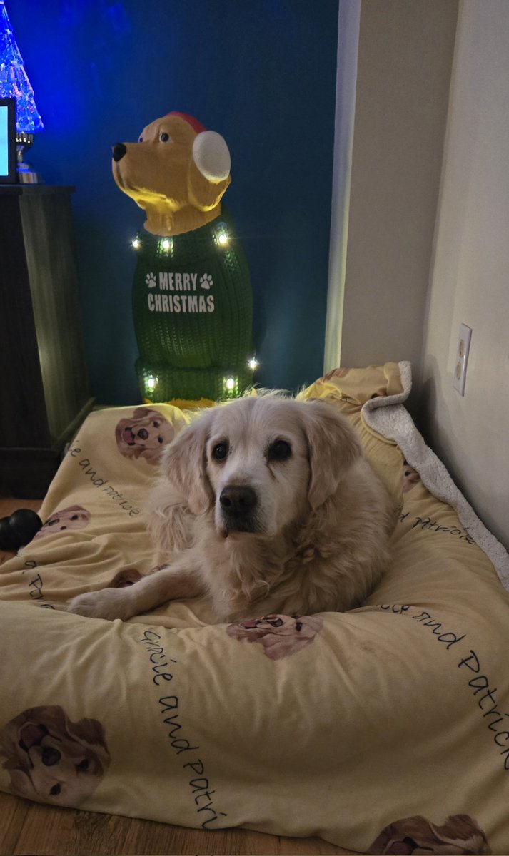 CourtHaw's tweet image. I&apos;m not afraid of the new fren! 🤣🤣🤭🤭 #goldenretrievers #goldengracie #wednesdayfun #dogsoftwitter