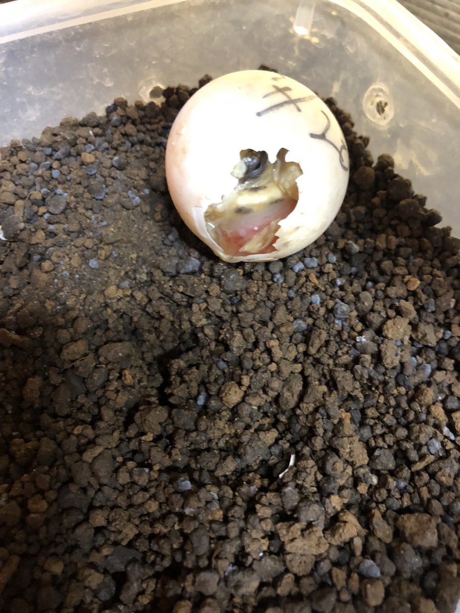 reptilelabo's tweet photo. おはよう😃
#インドホシガメ
#インドホシガメ孵化 https://t.co/ovESu1YC9C