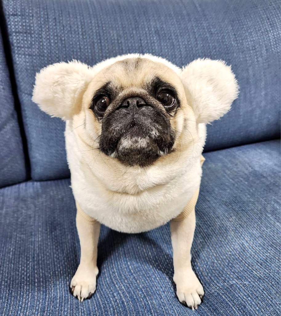 1Zn5cHU4VIn98mJ's tweet image. おはようございます。寒くなってきましたね。パグのぽんず