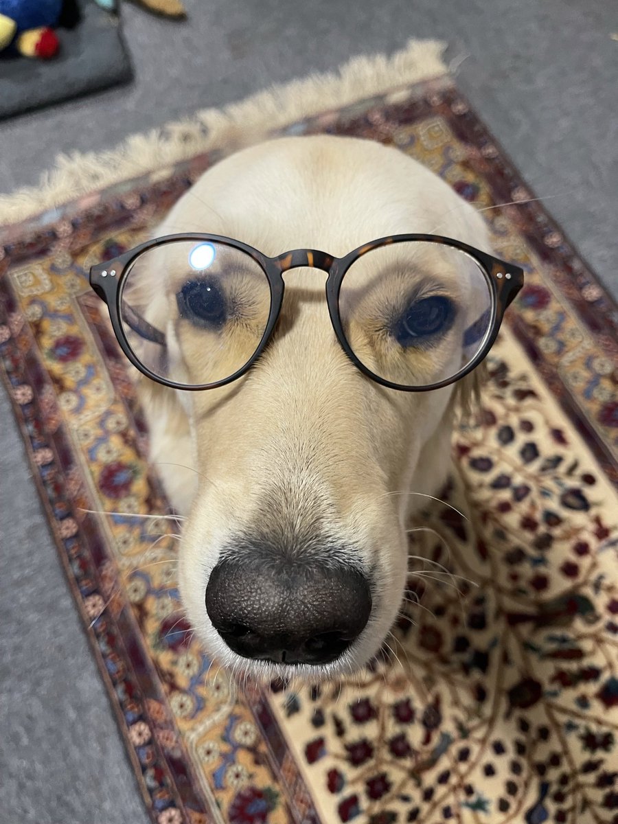 BritishLandeur's tweet image. She’s very clever and will teach you to spell if needed.