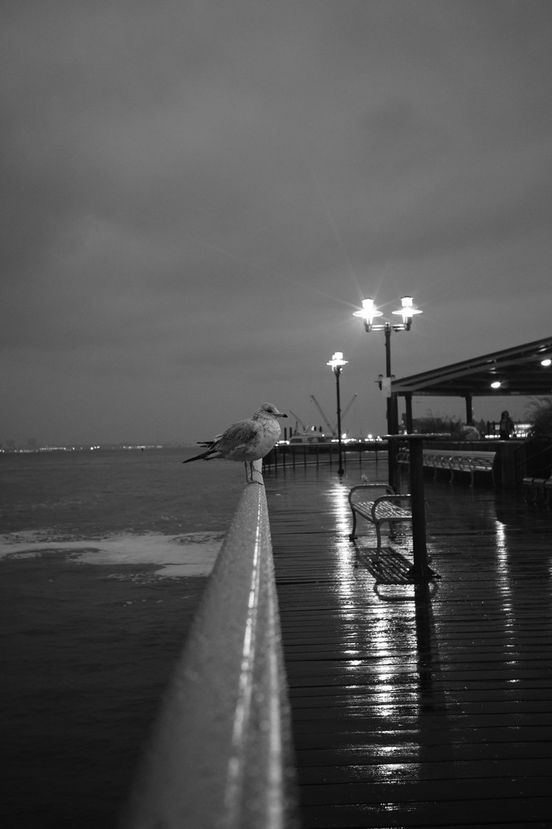 CodingGarden's tweet image. N Y C
B I R D S