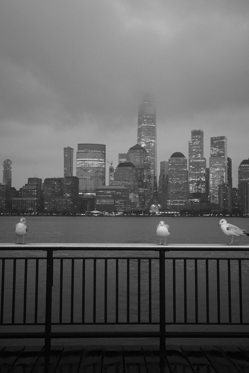 CodingGarden's tweet image. N Y C
B I R D S