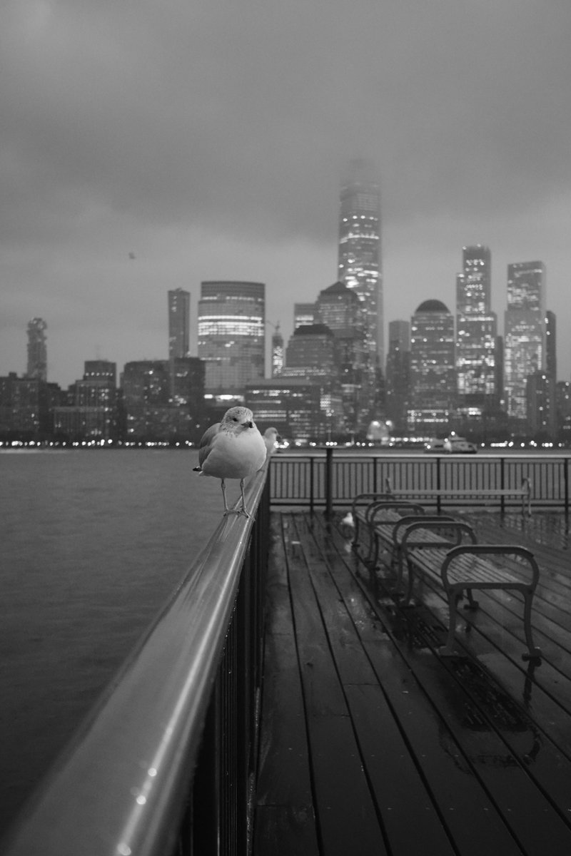 CodingGarden's tweet image. N Y C
B I R D S