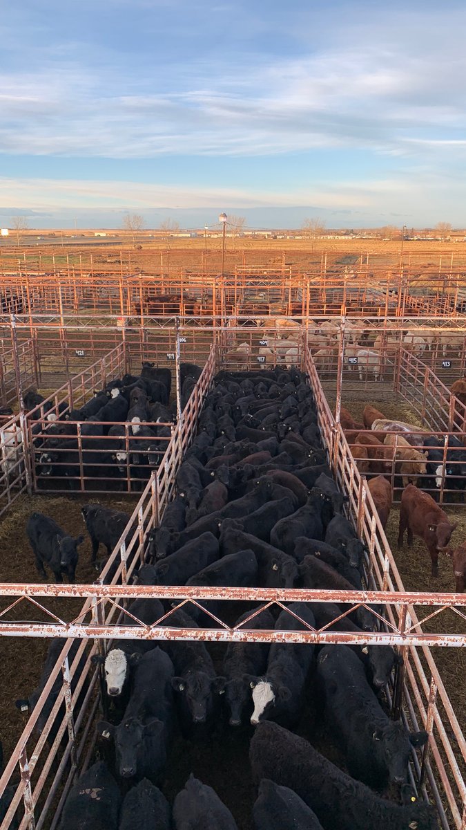 CSYStrathmore's tweet image. Thursday, November 20th at 8 AM, 1000 cattle including 700 Calves! 
Regular Cattle Sales Thursdays!

Upcoming Bred Sales:
Wednesday, Nov 26th at 1 pm.
- Daniel &amp;amp; Kim Doerksen - 90 Breds
-  Resch Ranch - 150 Bred Cows
- Crooked Creek Farms - 350 Bred Cows

wix.to/xRSw0PL
