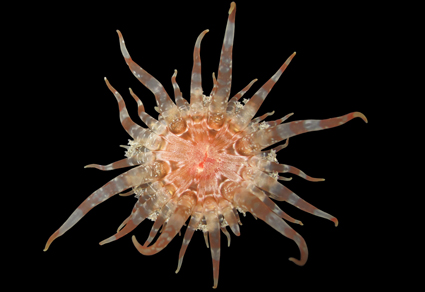 Zootaxa's tweet photo. #Endolobactis #simoesii gen. et sp. nov. (#Cnidaria: #Actiniaria), a #newspecies of sea anemone from the Yucatán Peninsula, #Mexico
#taxonomy
https://t.co/OePNqThTF2 https://t.co/0rcL6K9s7n