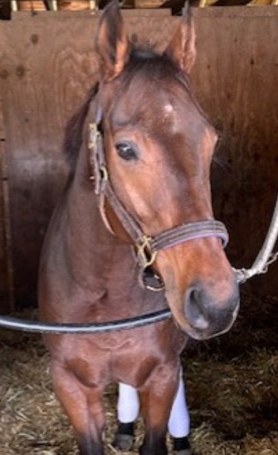 MJM_Stable's tweet image. Solid start to our @TampaBayDownsFL meet coming up second best with both Shy Shy &amp;amp; My Gal today. Very patient rides on both horses by Gabriel Maldonado and a great job by @carrasco_racing having our horses ready to go right away. Wins coming soon for the stable! @zambrana_eddie