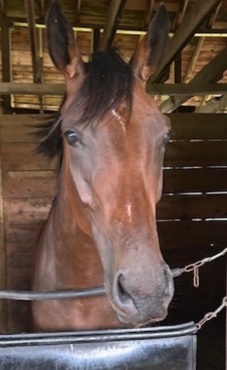 MJM_Stable's tweet image. Solid start to our @TampaBayDownsFL meet coming up second best with both Shy Shy &amp;amp; My Gal today. Very patient rides on both horses by Gabriel Maldonado and a great job by @carrasco_racing having our horses ready to go right away. Wins coming soon for the stable! @zambrana_eddie