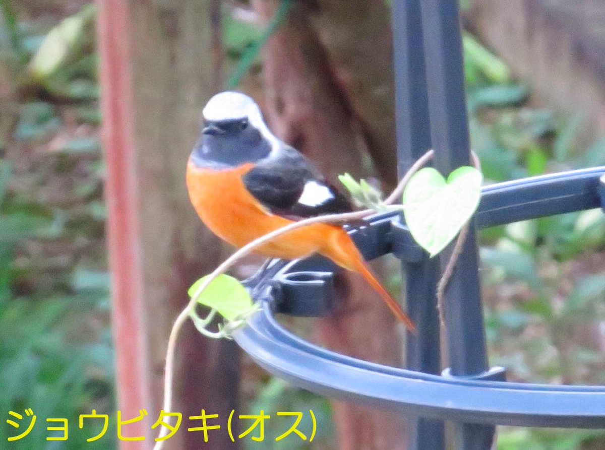 つるちゃん (@turuturuchan) / Posts / X