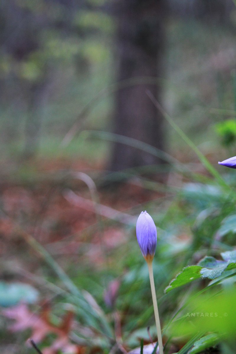 Antares_Neo's tweet image. Valla telefonumdan x e giremediğim için çektiğim fotoları hızlıca atamıyorum zaman alıyor. Sonbaharın renkleri... son fotoğraf, frodo&apos;nun sam ile birlikte, brandybuck and took ile mantar toplarken Nazgûl&apos;ü hissettiği yolu andırdı... Yorumu sizlere bırakıyorum #fall #forest
