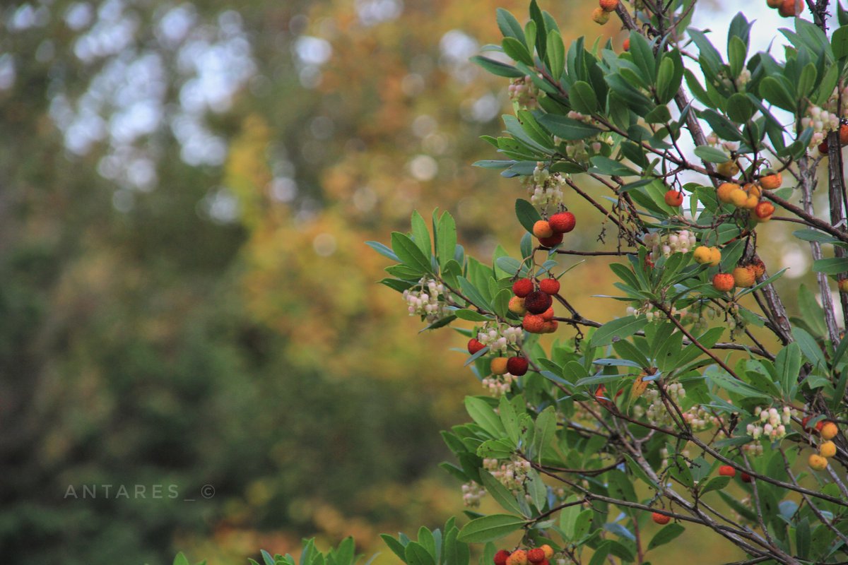Antares_Neo's tweet image. Valla telefonumdan x e giremediğim için çektiğim fotoları hızlıca atamıyorum zaman alıyor. Sonbaharın renkleri... son fotoğraf, frodo&apos;nun sam ile birlikte, brandybuck and took ile mantar toplarken Nazgûl&apos;ü hissettiği yolu andırdı... Yorumu sizlere bırakıyorum #fall #forest