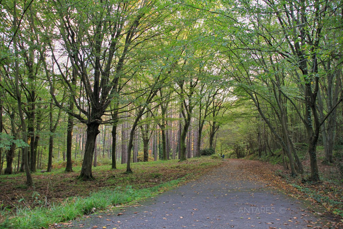 Antares_Neo's tweet image. Valla telefonumdan x e giremediğim için çektiğim fotoları hızlıca atamıyorum zaman alıyor. Sonbaharın renkleri... son fotoğraf, frodo&apos;nun sam ile birlikte, brandybuck and took ile mantar toplarken Nazgûl&apos;ü hissettiği yolu andırdı... Yorumu sizlere bırakıyorum #fall #forest