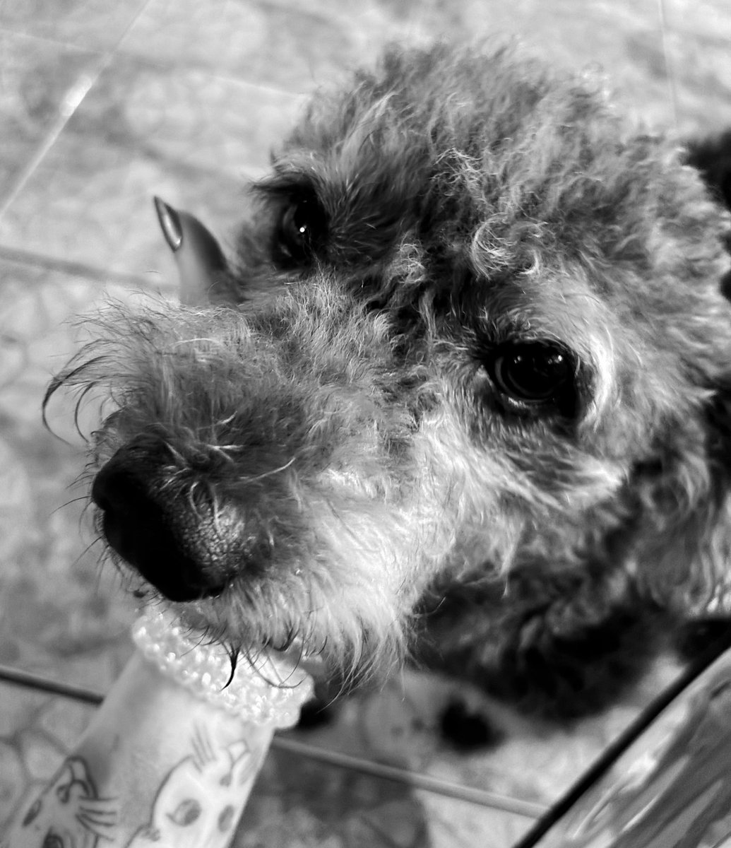 rip floquinho 🪦

espero que ele faça companhia a mimi agora 💔