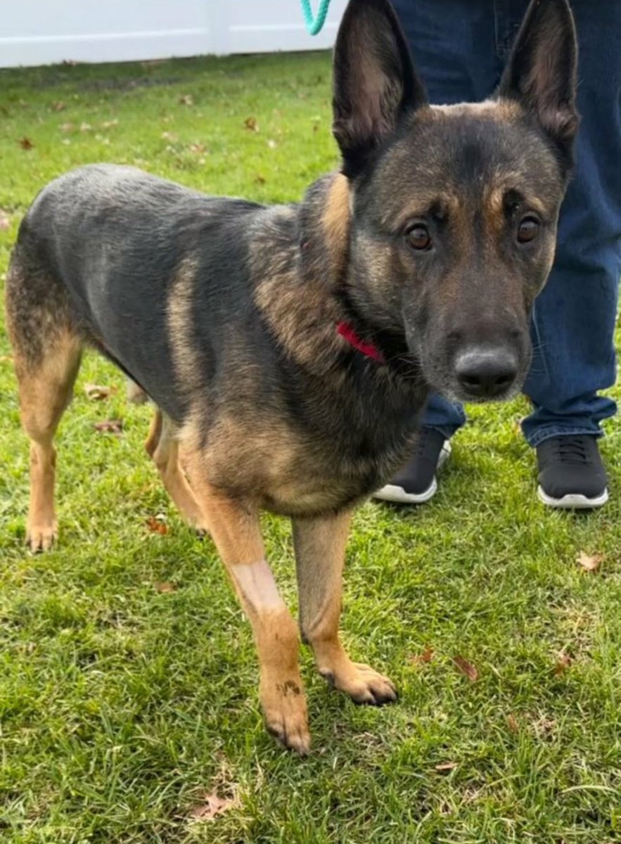 🎊Dori🎊
#NYCACC #240088
Has been Rescued!🎉
Ty
Paws For Big Hearts Rescue❤️+ yr #Foster❤️

Ty dear Dusty 4 always being there
5 <a href="/DustyB122/">DustyB</a>

Donations Welcome
PPal paws4bighearts@gmail.com
Cash App $PawsForBigHearts
Zelle Nicole
814 241 9990
Venmo @pawsforbighearts
NicoleCoukart