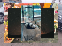 Mohnad_thread's tweet image. 638991767847874201_369Klyftans blommor, delikata och friska på våren 🌸638991767847874201_369