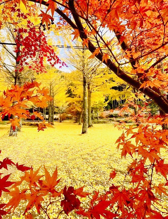 🍇 ゆゆまる ♋️ (@yuyumaru_718) / Posts / X