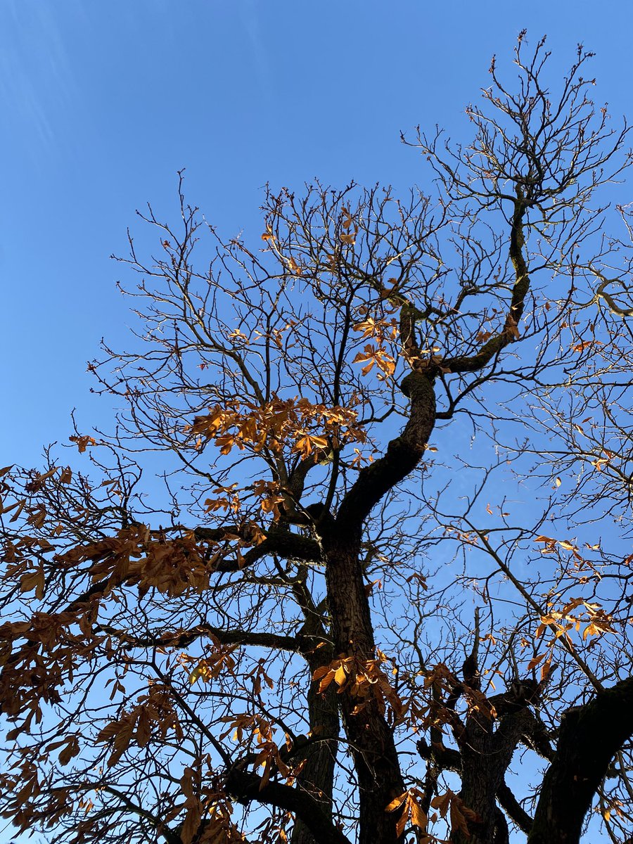 Sonia Zuccaro tweet media