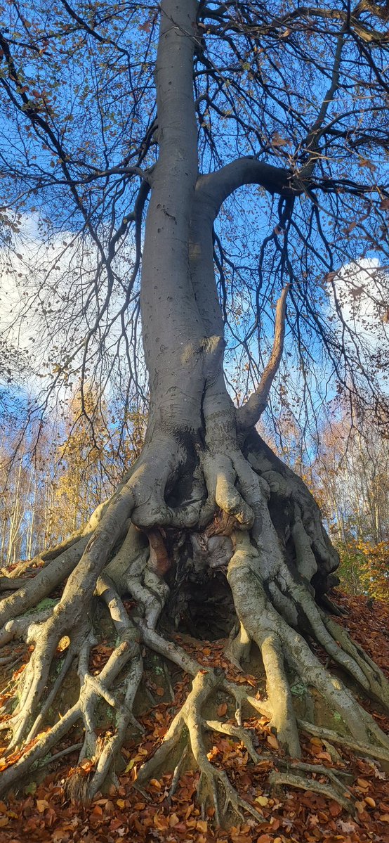 USiebmann's tweet image. 